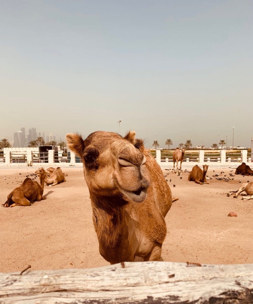 A-Camel-in-Souq-Waqif-in-Doha