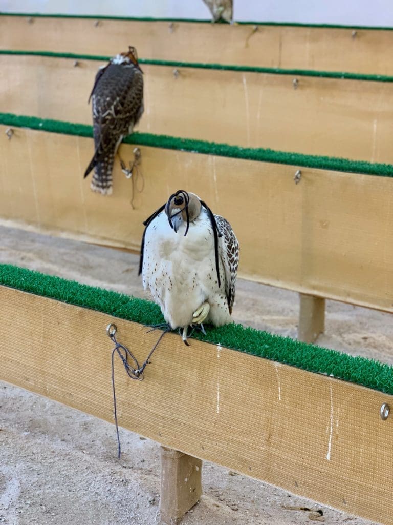 falcons-at-the-falcon-souk-at-Doha