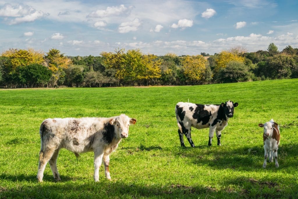 why-I-decided-to-stop-eating-beef-cattle-in-the-field.jpg