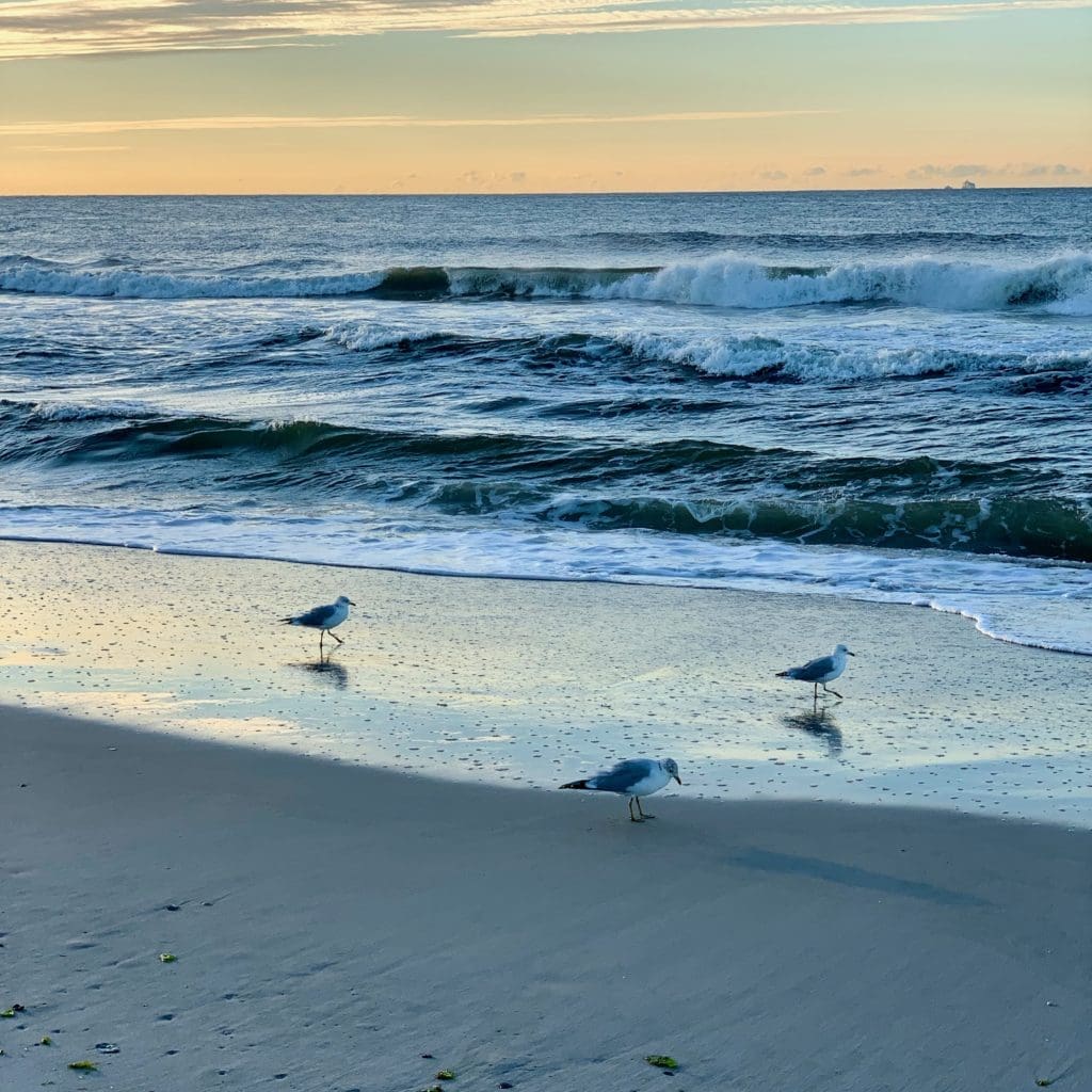 life-lessons-my-46th-birthday-seagulls-on-beach