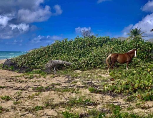 a-wild-horse-in-vieques-puerto-rico