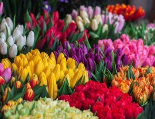 life's-simple-pleasures-tulips