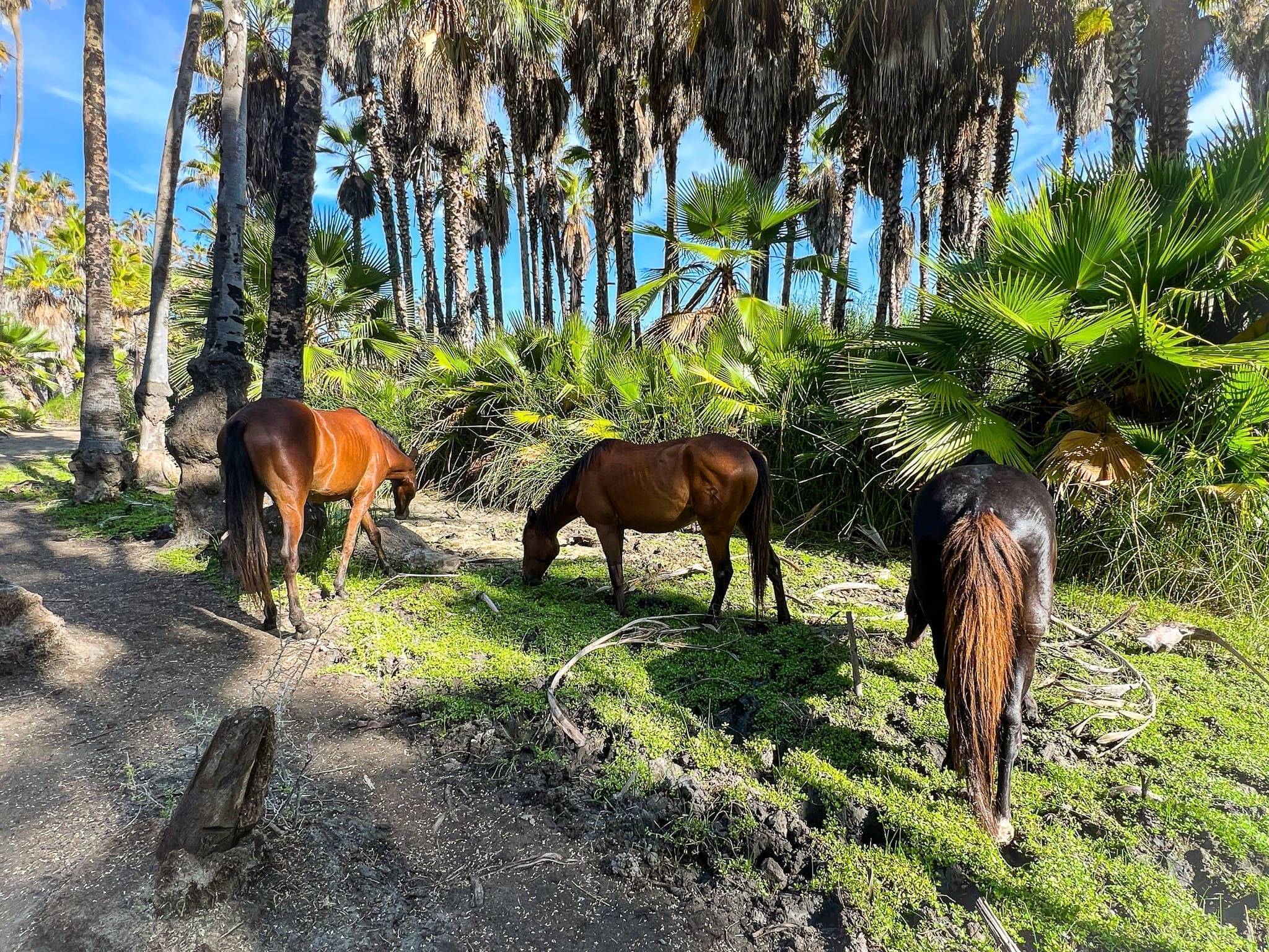 horeses-in-an-oasis-todos-santos-mexico